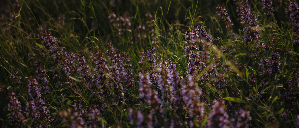 Betrayal Trauma and the Nervous System: A Guide for Non-Clinical Readers